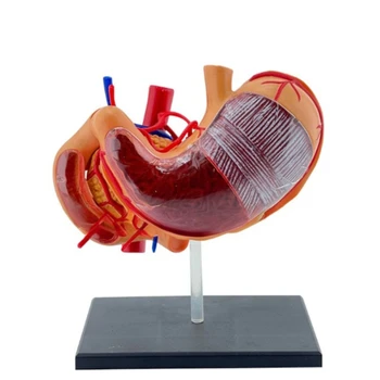 Подробен модел за анатомия на стомаха за медицинско образование и демонстрации Dropship
